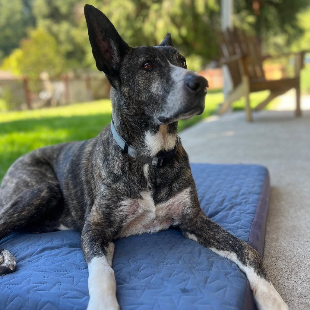 Enlarge Jackie, a Adoptable Shepherd in Pacific Grove, CA image 3/6