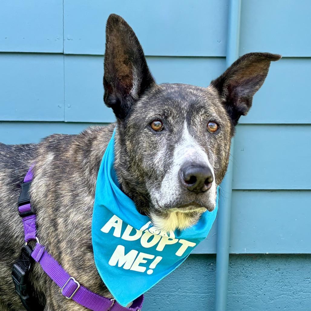 Enlarge Jackie, a Adoptable Shepherd in Pacific Grove, CA image 4/6