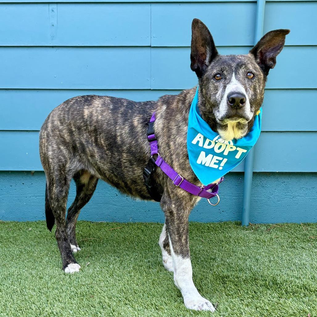 Enlarge Jackie, a Adoptable Shepherd in Pacific Grove, CA image 5/6