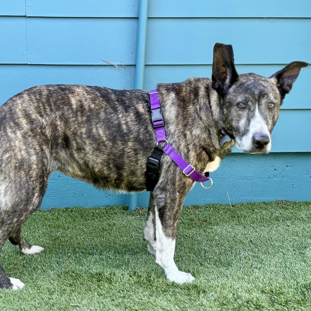 Enlarge Jackie, a Adoptable Shepherd in Pacific Grove, CA image 6/6