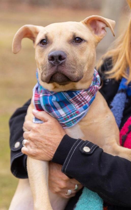Rex, Adopted, Young Male Labrador Retriever & American Staffordshire Terrier.