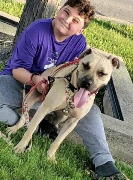 Rex, Adopted, Young Male Labrador Retriever & American Staffordshire Terrier.