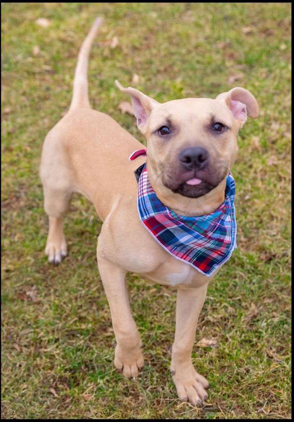 Enlarge Rex, a Adopted mixed breed in Strongsville, OH image 2/3