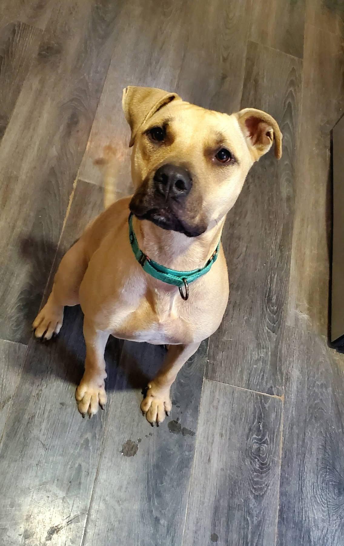 Enlarge Rex, a Adopted mixed breed in Strongsville, OH image 2/3