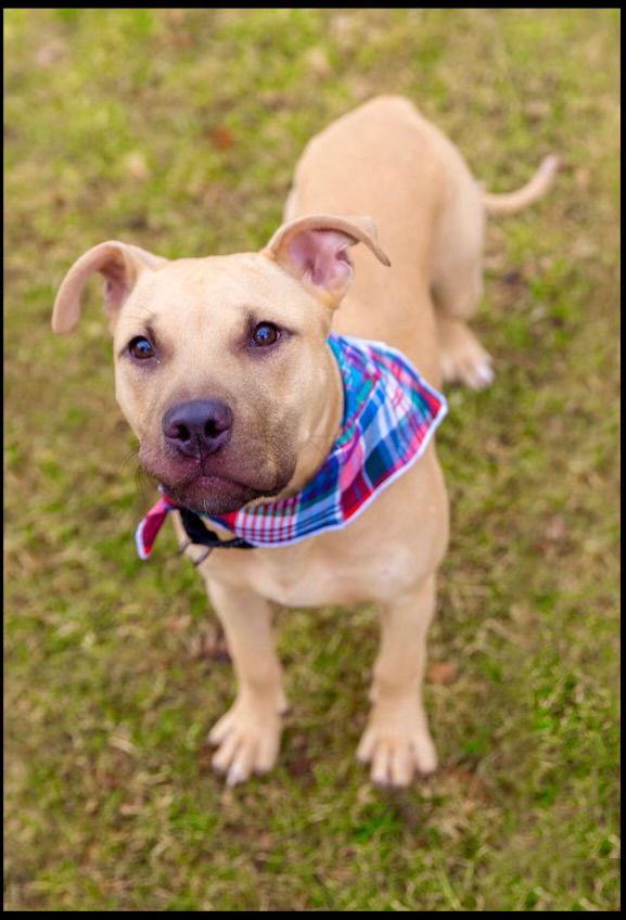 Enlarge Rex, a Adopted mixed breed in Strongsville, OH image 3/3