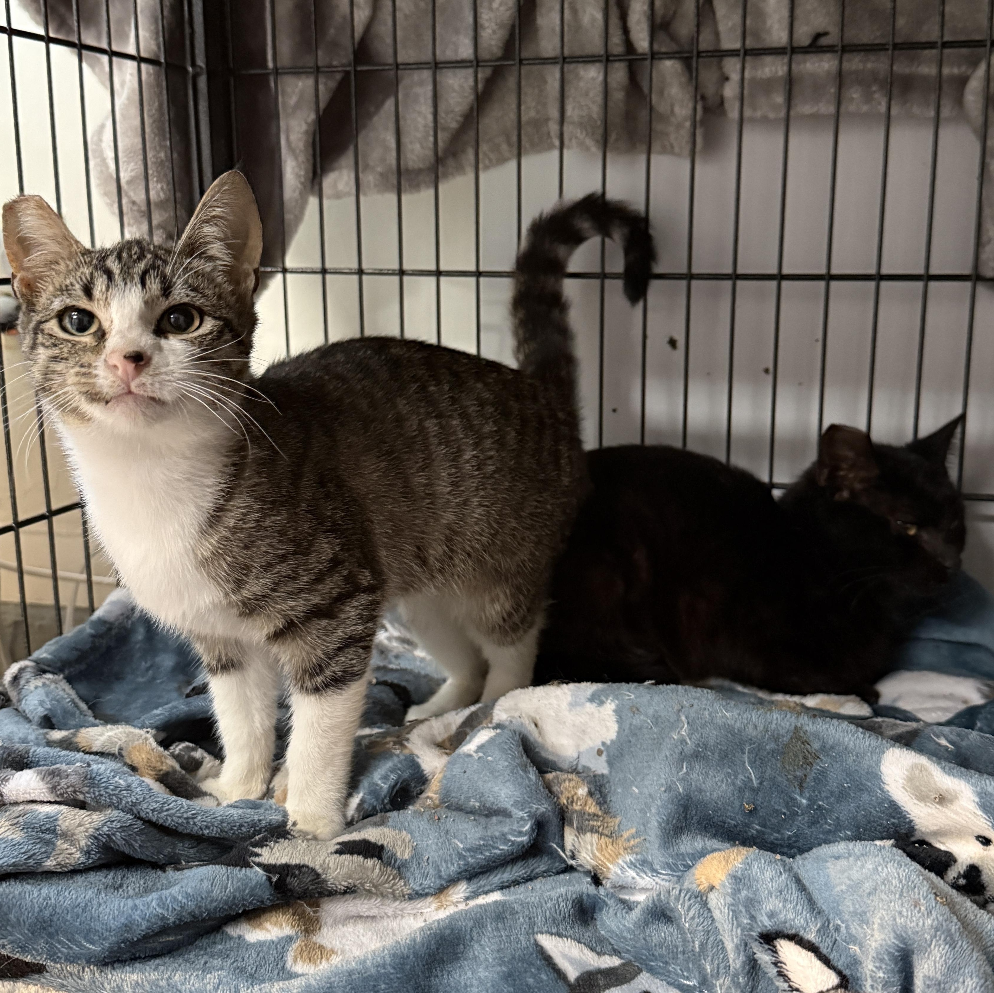 Bubbles & Buttercup, adopted, Young Female Domestic Short Hair.