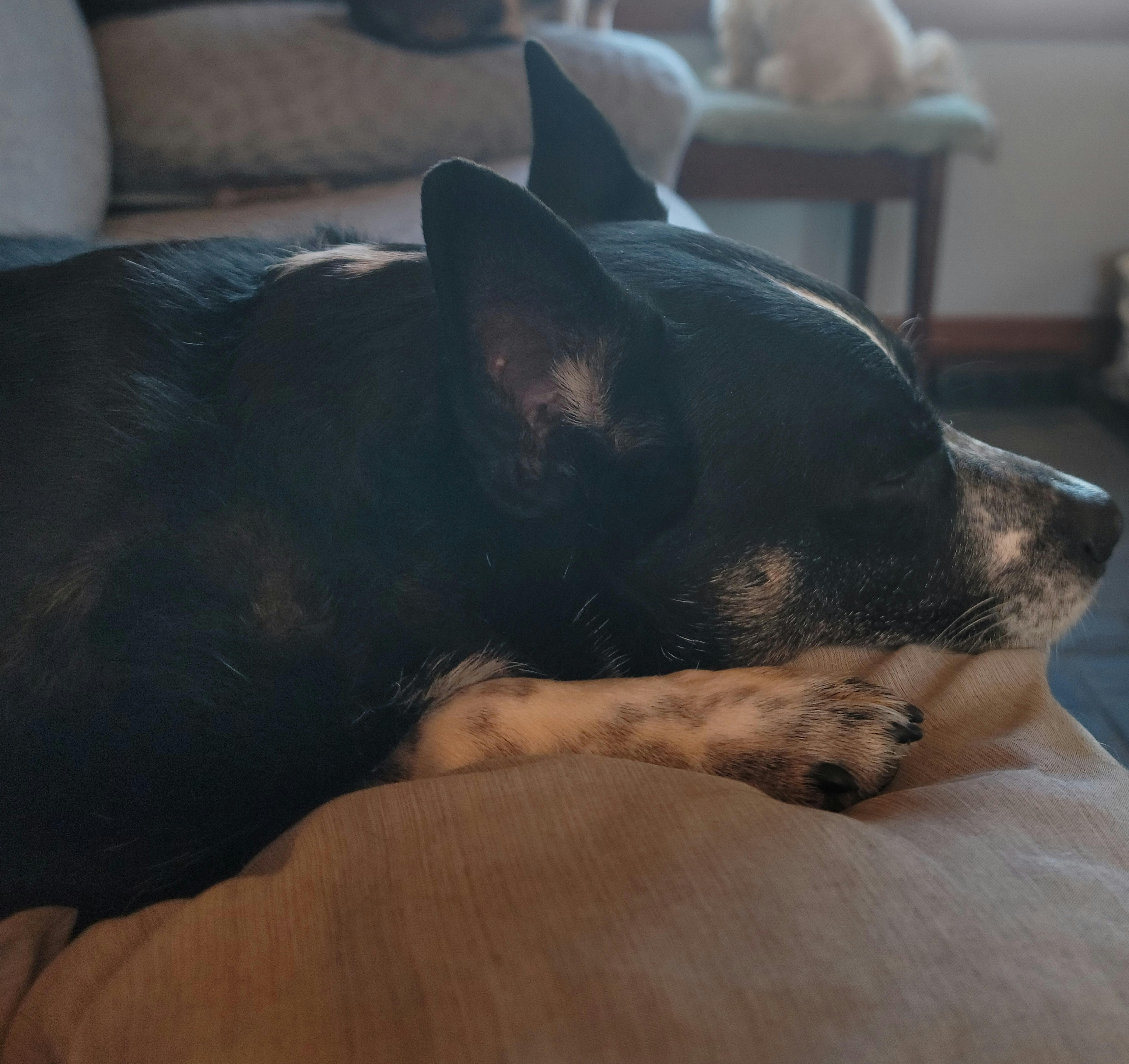 Enlarge Sparky, a ADOPTABLE mixed breed in Merrill, WI image 2/2