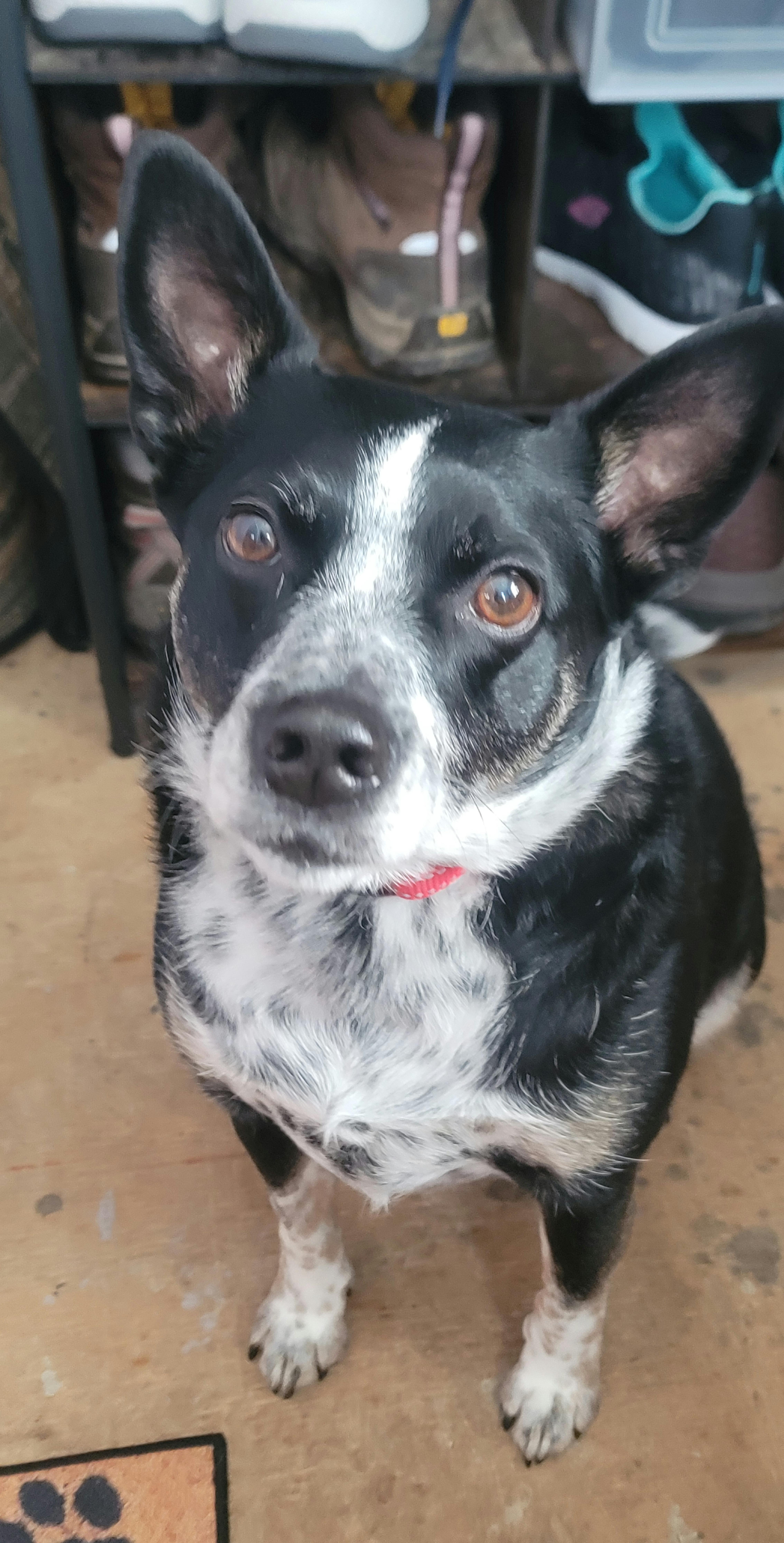 Sparky, ADOPTABLE, Adult Male Australian Cattle Dog / Blue Heeler & Border Collie.