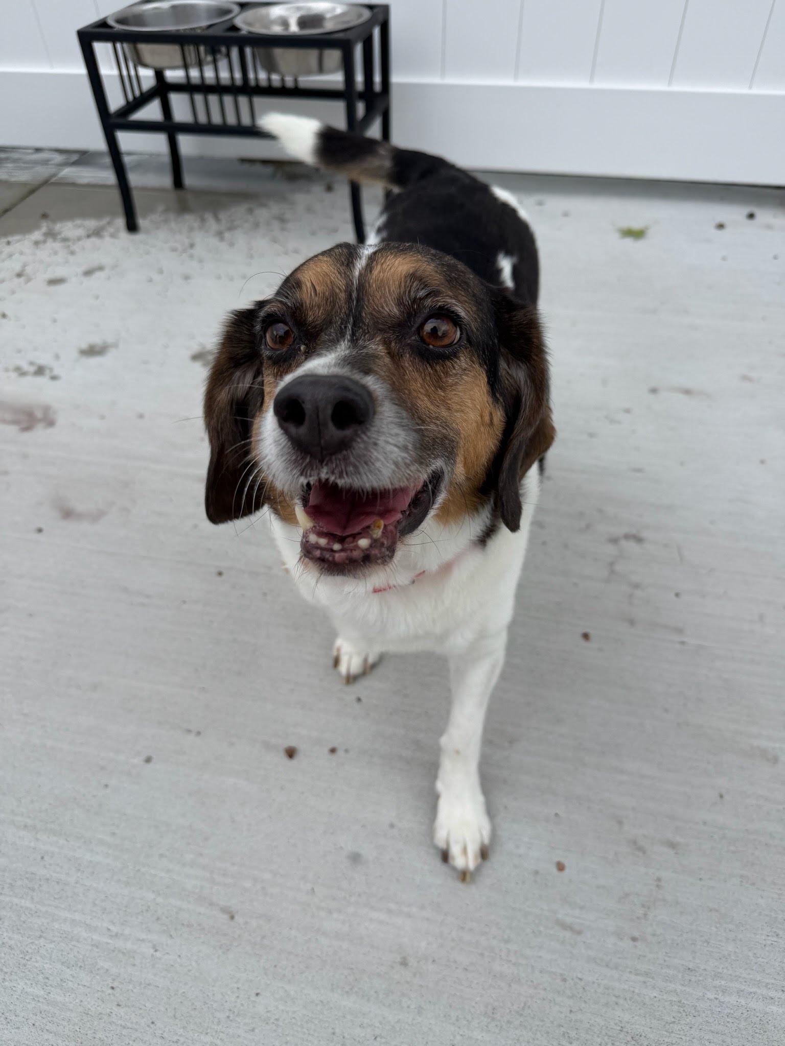 Max, Adoptable, Senior Male Beagle.