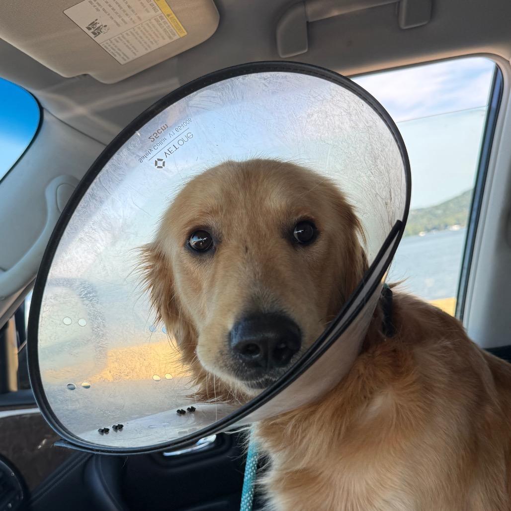 Theo, Adoptable, Adult Male Golden Retriever.