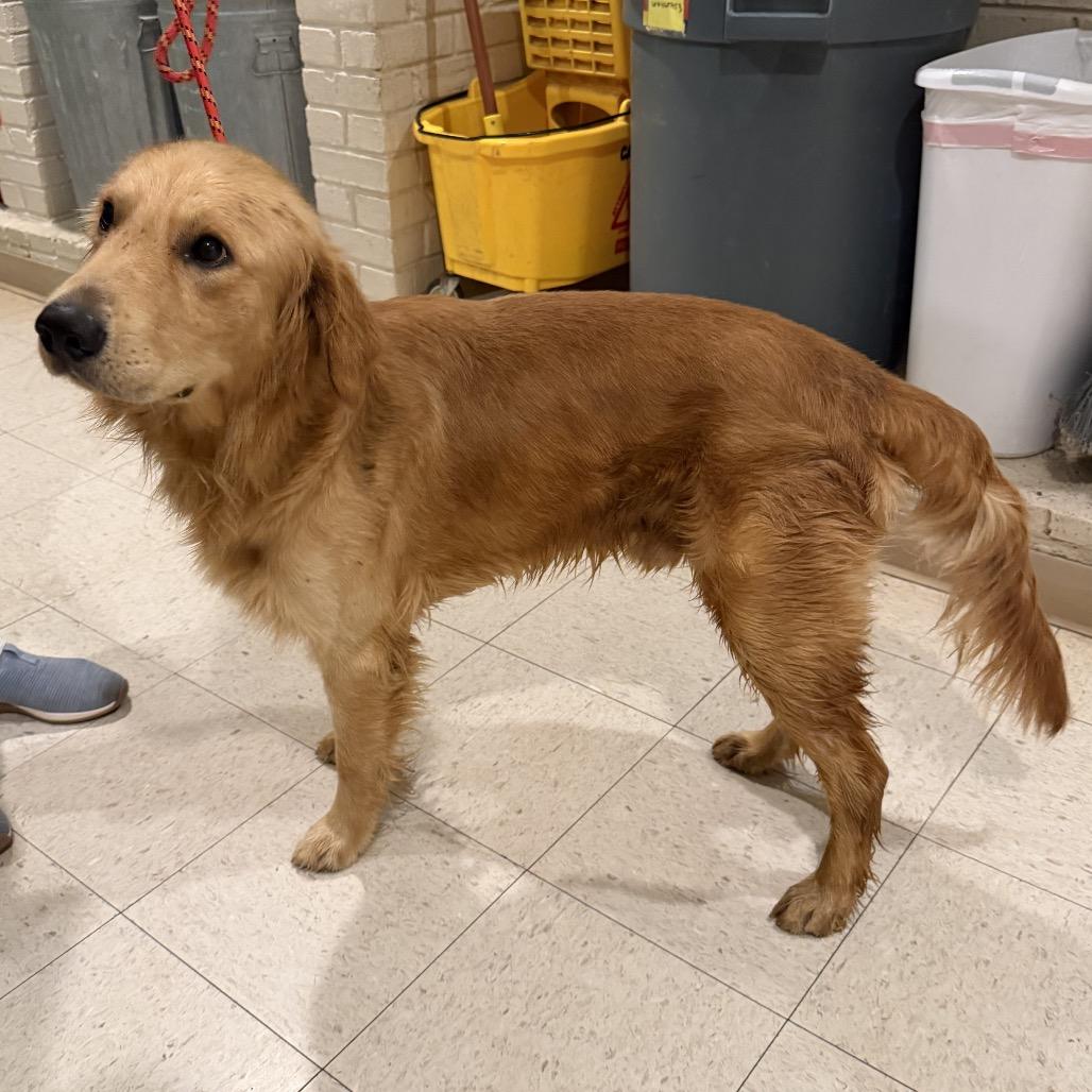 Enlarge Theo, a Adoptable Golden Retriever in Huntsville, AL image 2/3
