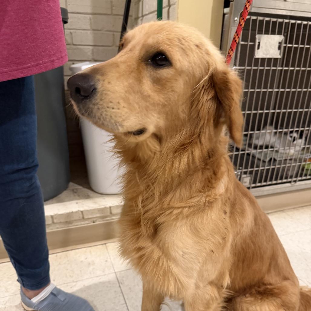 Enlarge Theo, a Adoptable Golden Retriever in Huntsville, AL image 3/3
