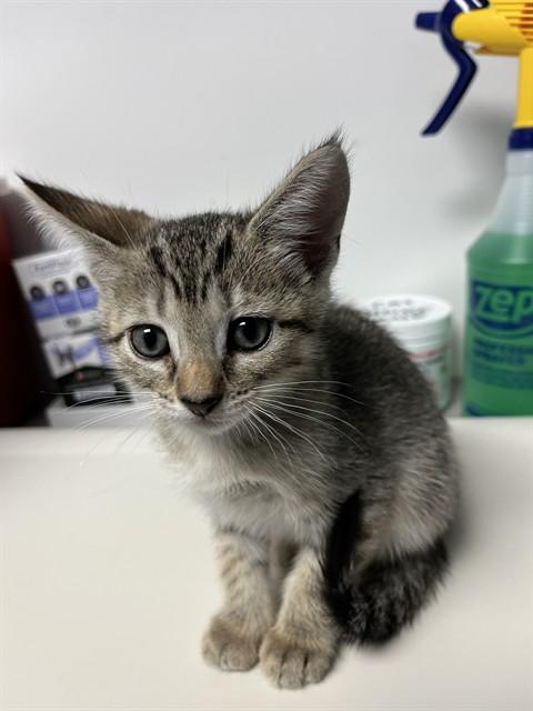 Enlarge Cooper A061110, a Adoptable Domestic Short Hair in San Andreas, CA image 2/2