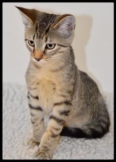 Cooper A061110, Adoptable, Kitten Male Domestic Short Hair.