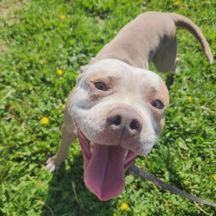 Koda, Adoptable, Adult Male Mixed Breed.
