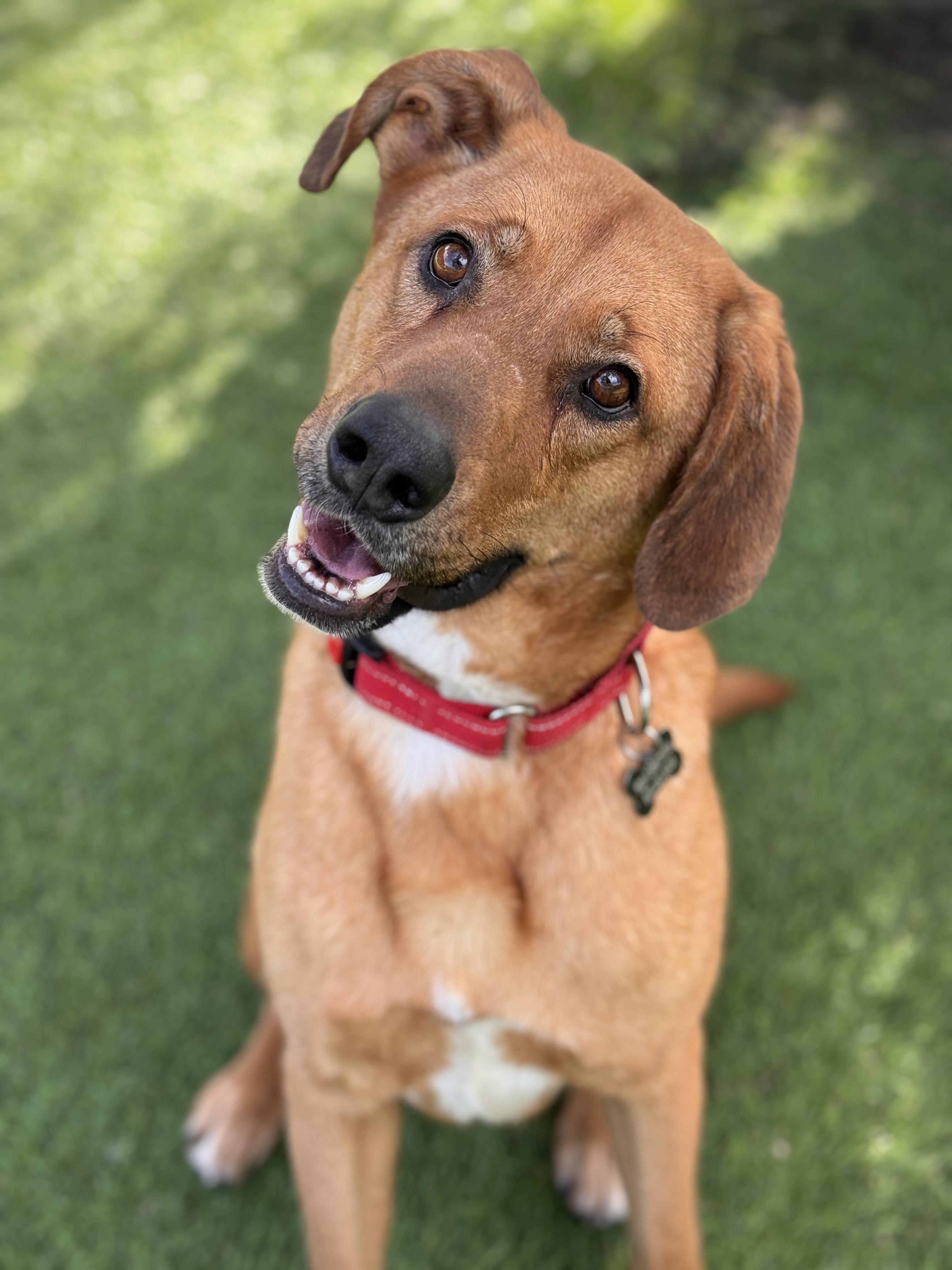Simon, Adoptable, Young Male Hound & Labrador Retriever.