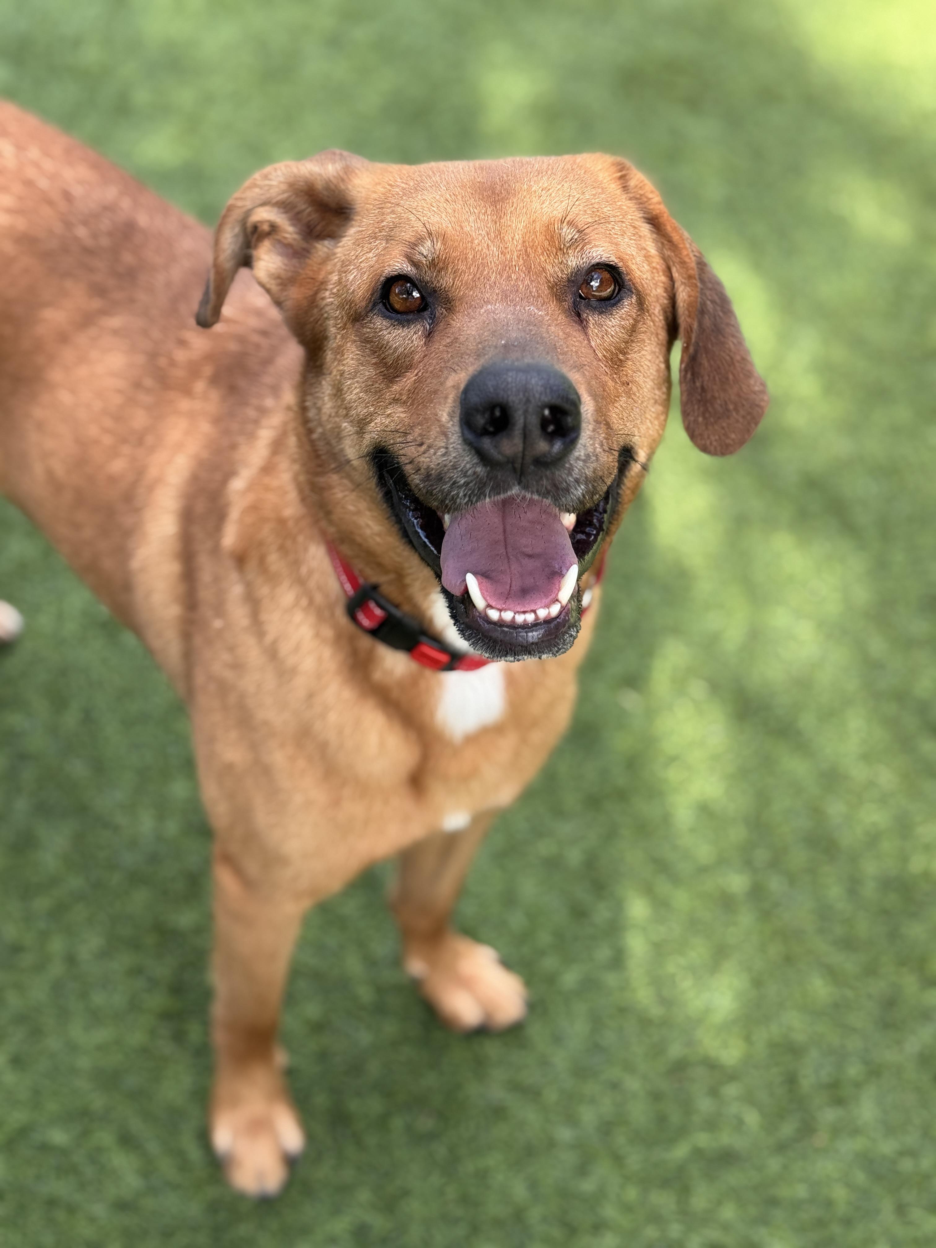 Enlarge Simon, a Adoptable mixed breed in Claremont , CA image 5/6