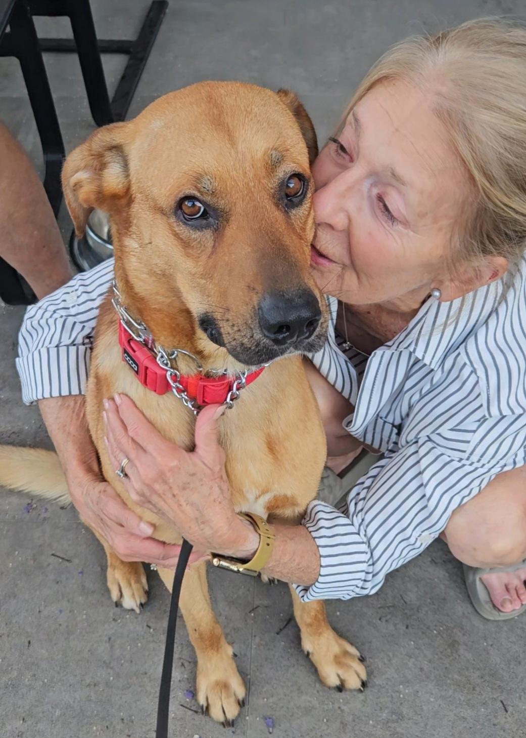 Simon, Adoptable, Young Male Labrador Retriever & German Shepherd Dog.