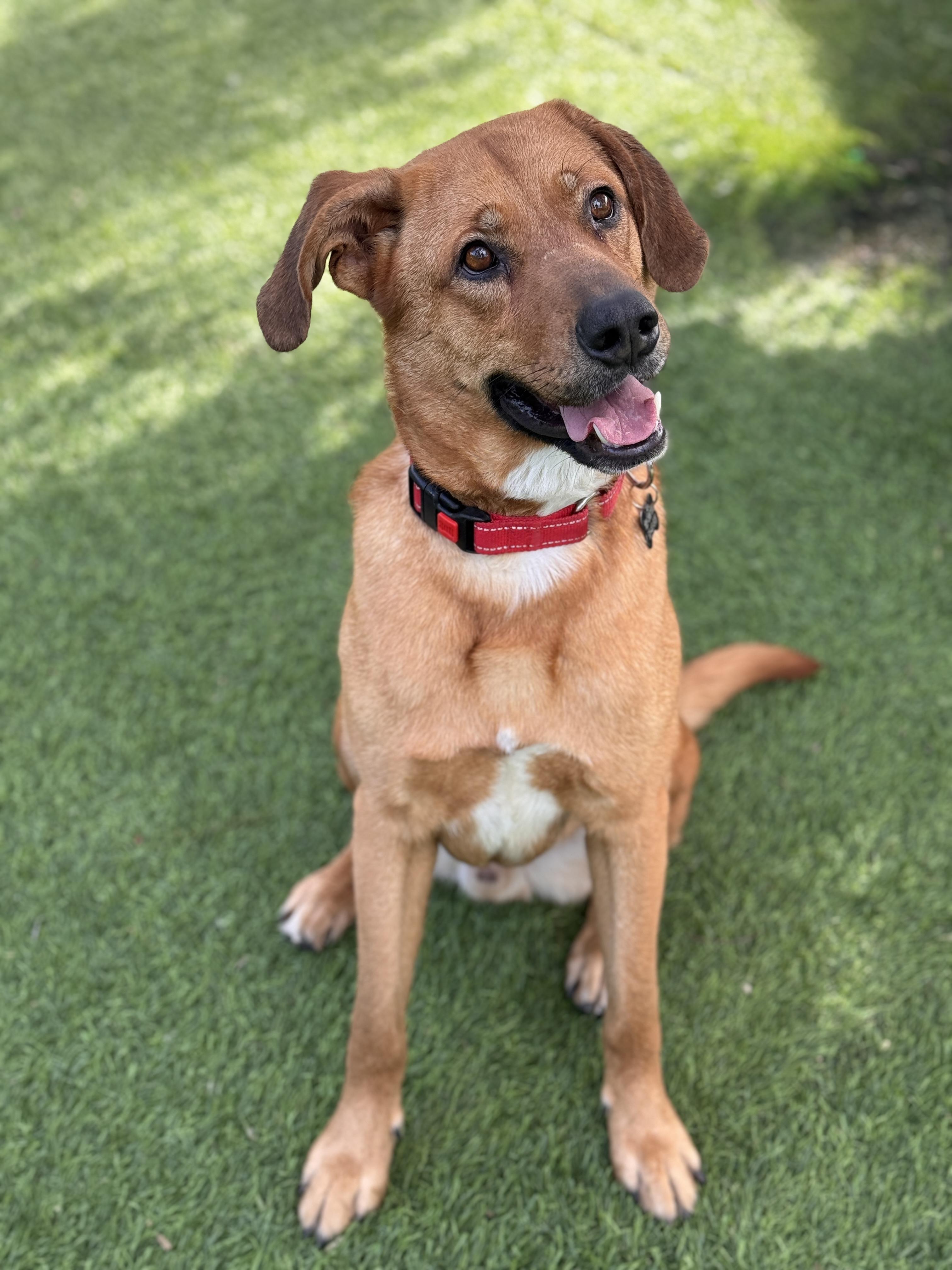 Simon, Adoptable, Young Male Labrador Retriever & German Shepherd Dog.