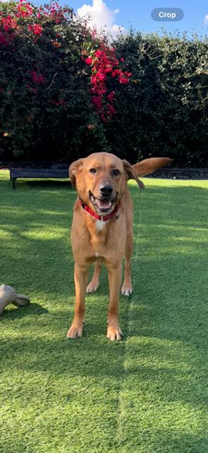 Simon, Adoptable, Young Male Labrador Retriever & German Shepherd Dog.