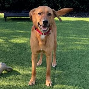 Enlarge Simon, a Adoptable mixed breed in Claremont , CA image 2/6