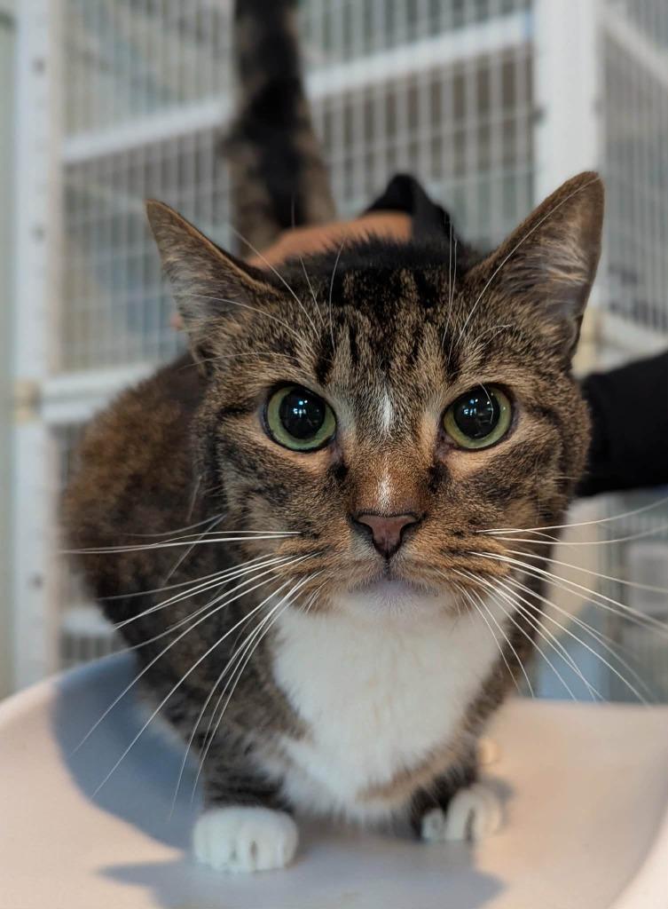 Mimosa, Adoptable, Adult Female Domestic Short Hair.