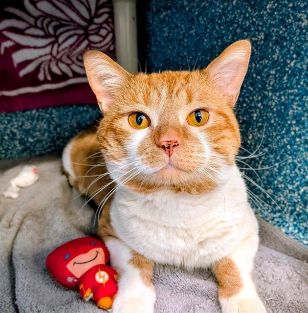 FELIX, Adoptable, Adult Male Domestic Medium Hair.