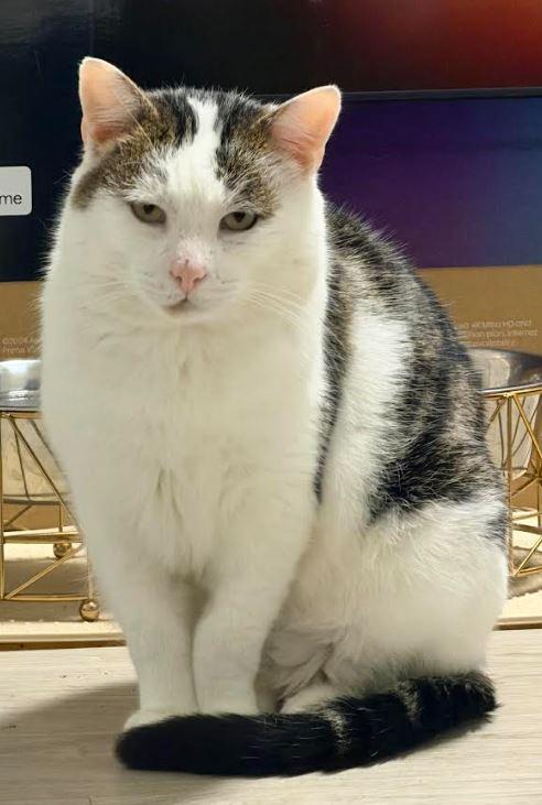 Enlarge Pony, a Adoptable Domestic Short Hair in Keswick, ON image 1/2