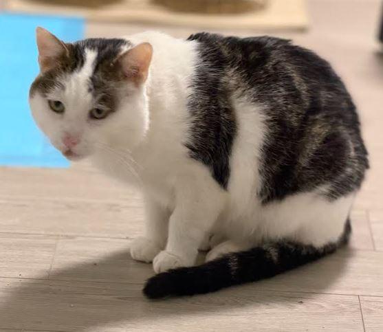Enlarge Pony, a Adoptable Domestic Short Hair in Keswick, ON image 2/2