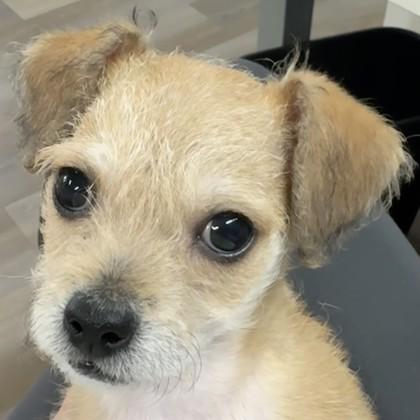 Wee Lil` Man, an adopted mixed breed in Pleasanton, CA image 1/3