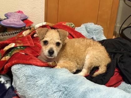 Wee Lil` Man, an adopted mixed breed in Pleasanton, CA image 2/3