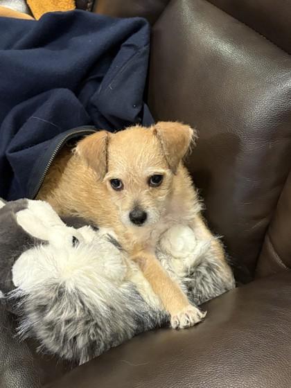 Wee Lil` Man, an adopted mixed breed in Pleasanton, CA image 3/3