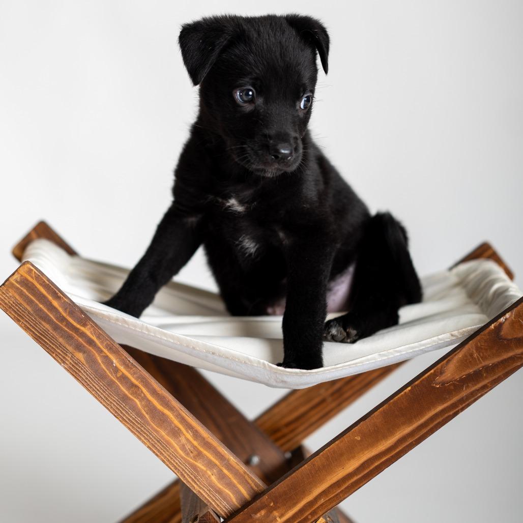 Pear, a Adoptable mixed breed in Smithfield, NC image 1/6