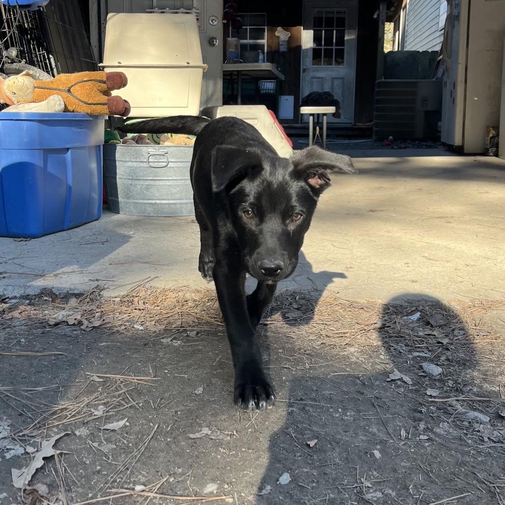 Pear, a Adoptable mixed breed in Smithfield, NC image 2/6