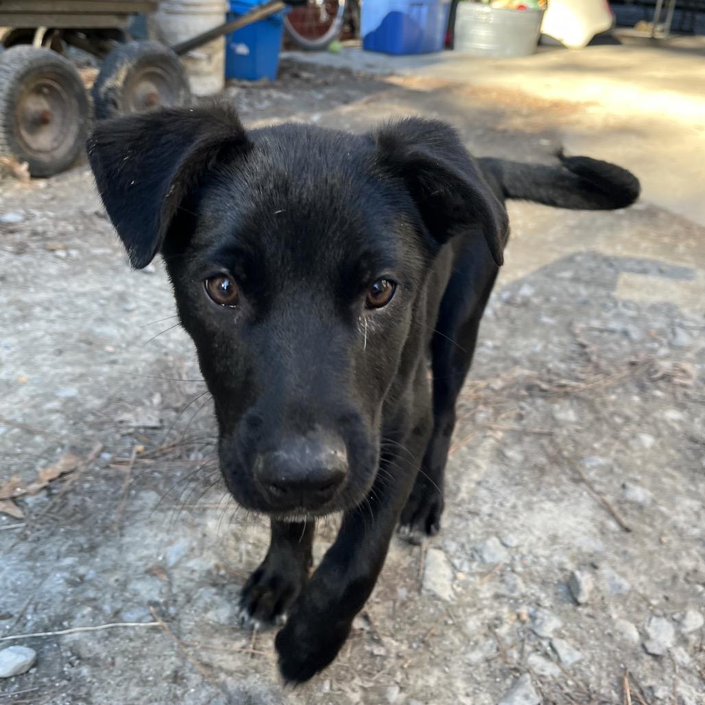 Pear, a Adoptable mixed breed in Smithfield, NC image 3/6