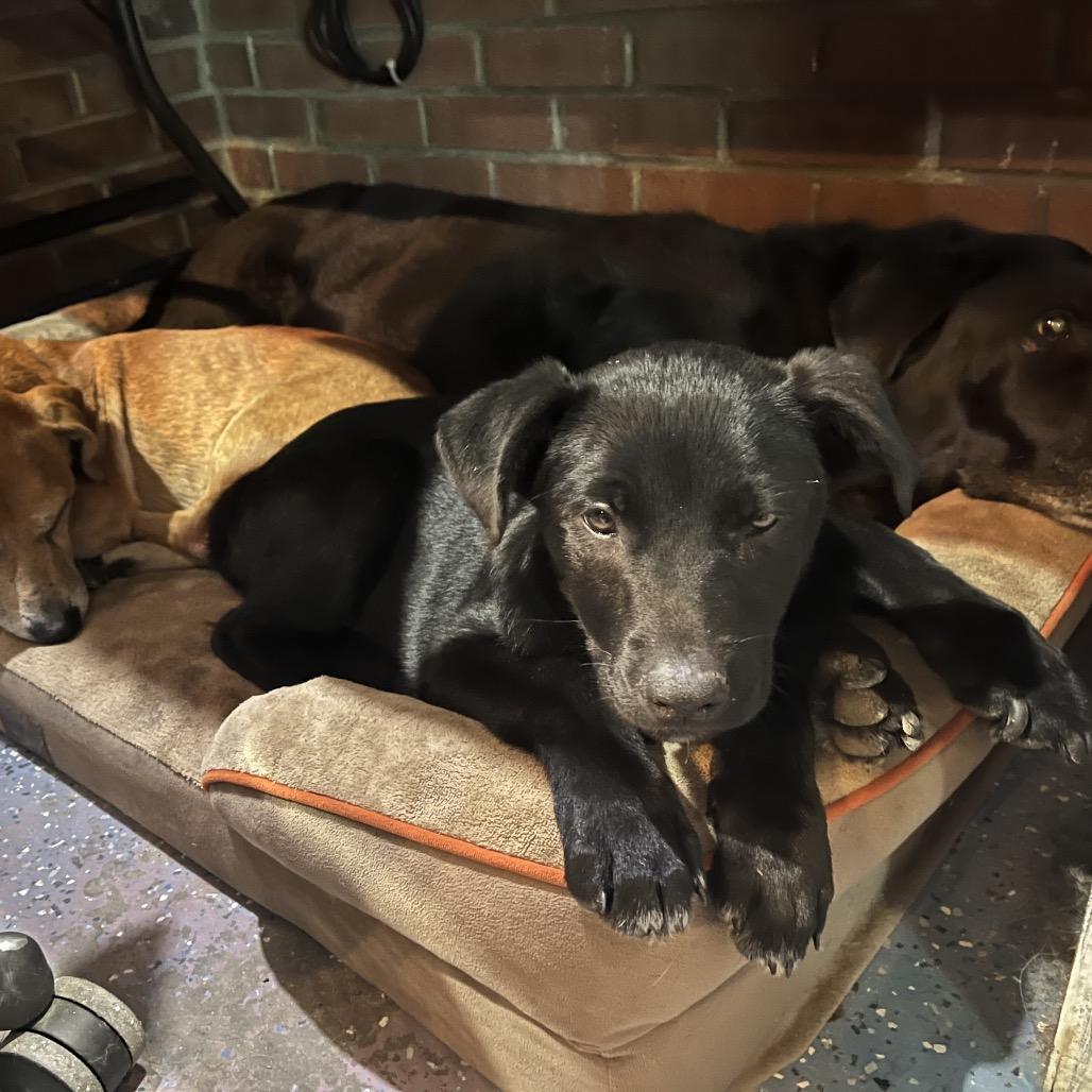 Pear, a Adoptable mixed breed in Smithfield, NC image 5/6