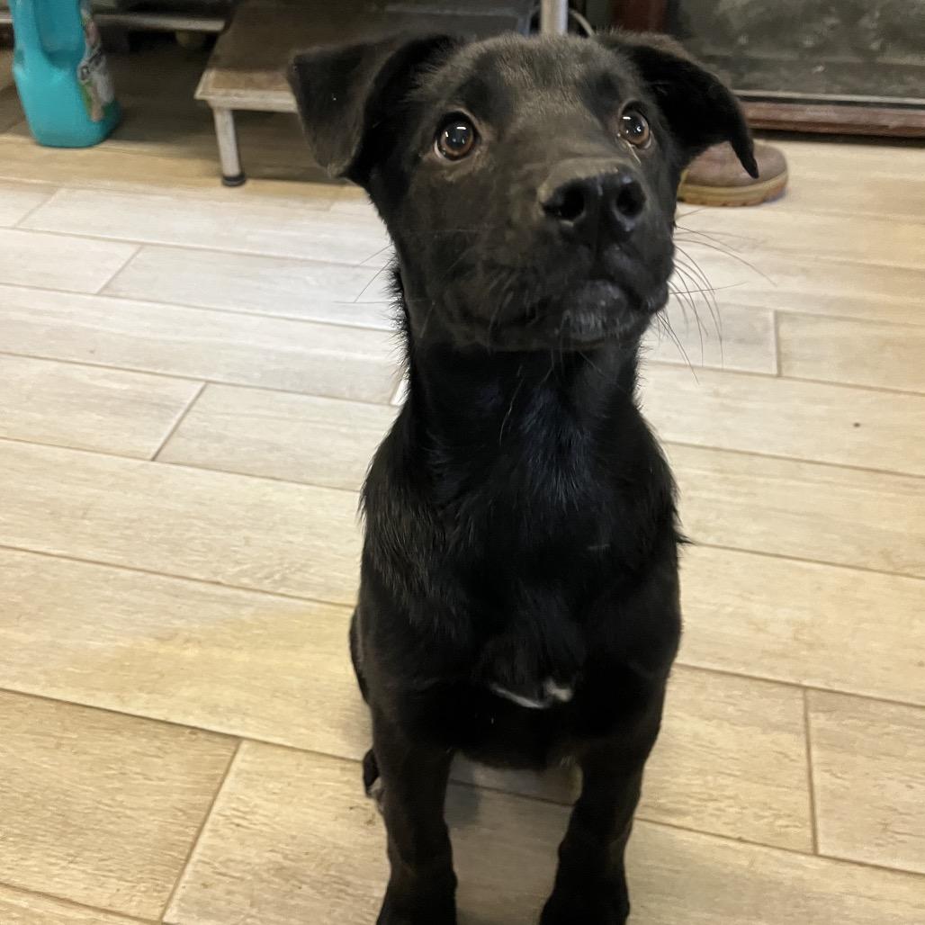 Pear, a Adoptable mixed breed in Smithfield, NC image 6/6