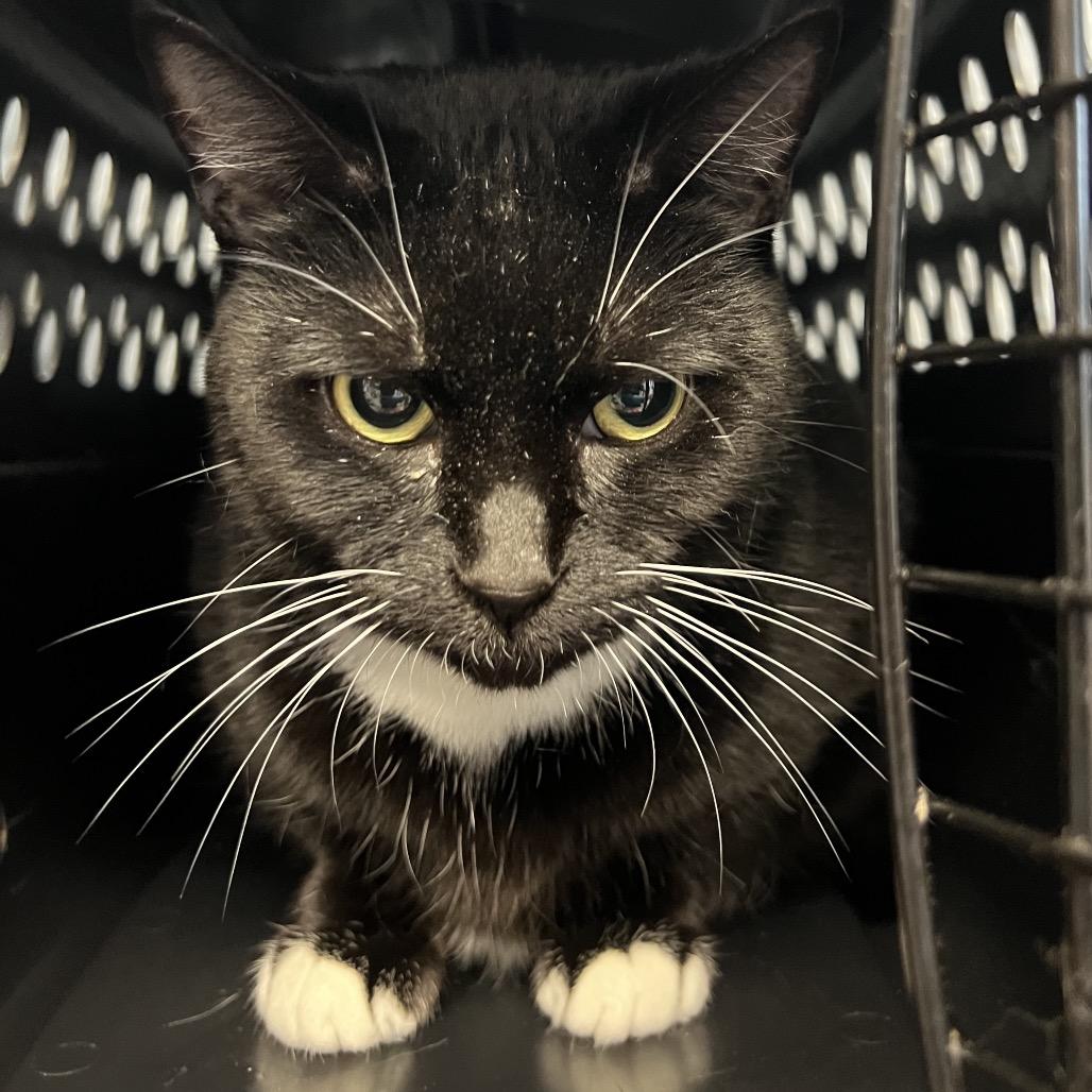 Flora, Adoptable, Adult Female Domestic Short Hair.