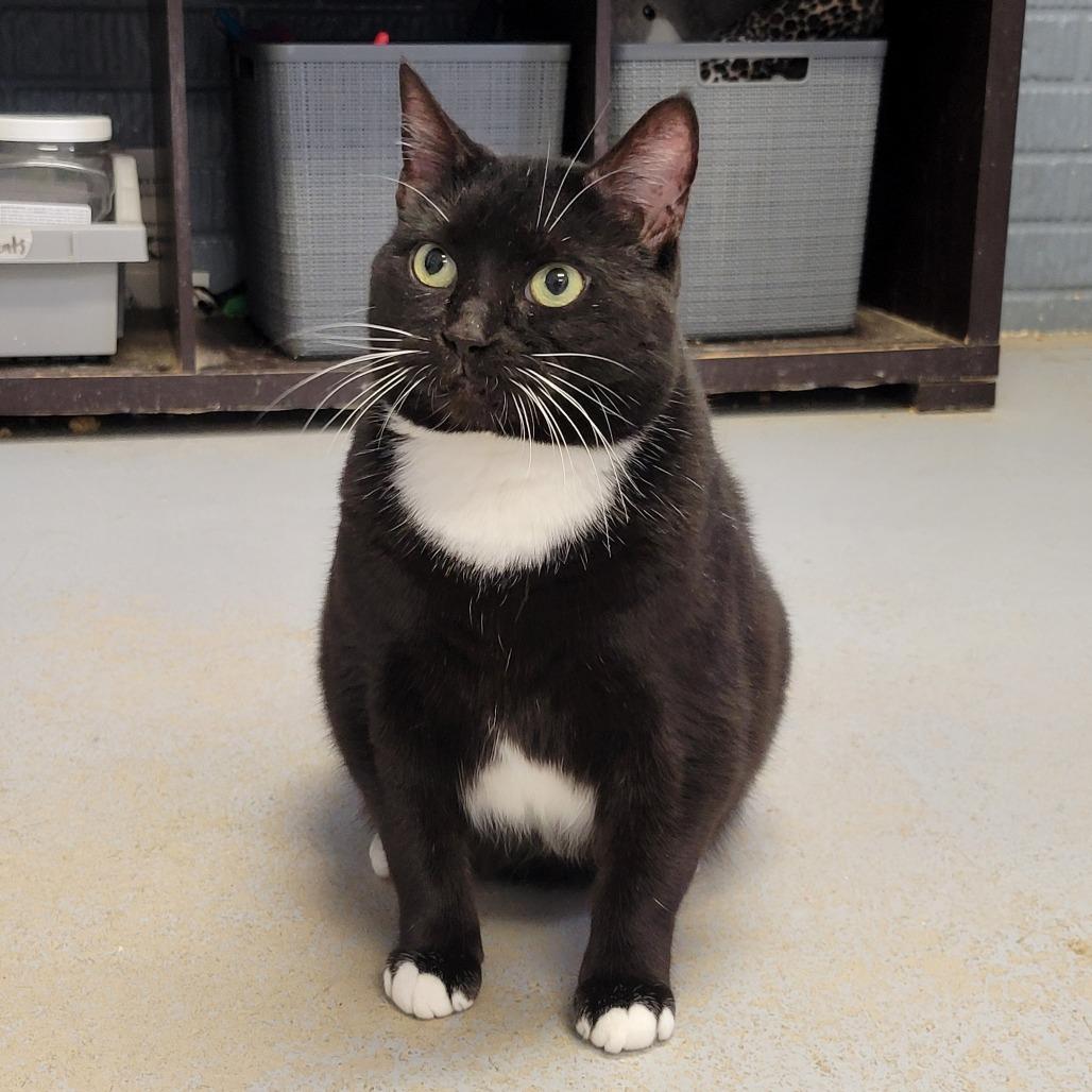 Enlarge Flora, a Adoptable Domestic Short Hair in Ruckersville, VA image 2/2