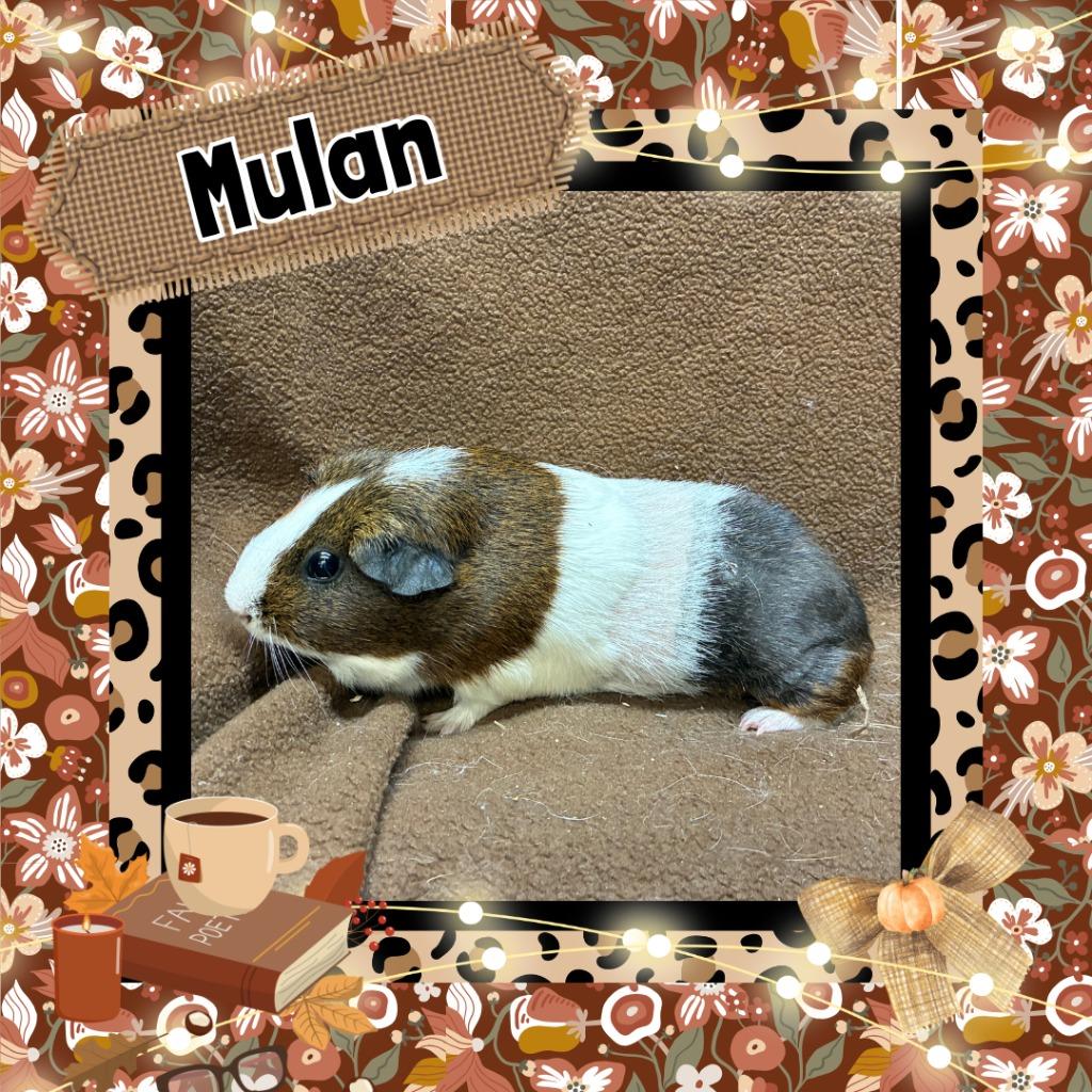 Enlarge Mulan, a Adoptable Guinea Pig in Elizabethtown, KY image 1/2