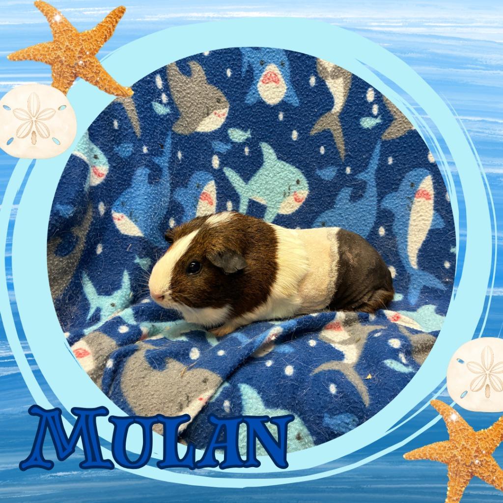 Enlarge Mulan, a Adoptable Guinea Pig in Elizabethtown, KY image 2/2