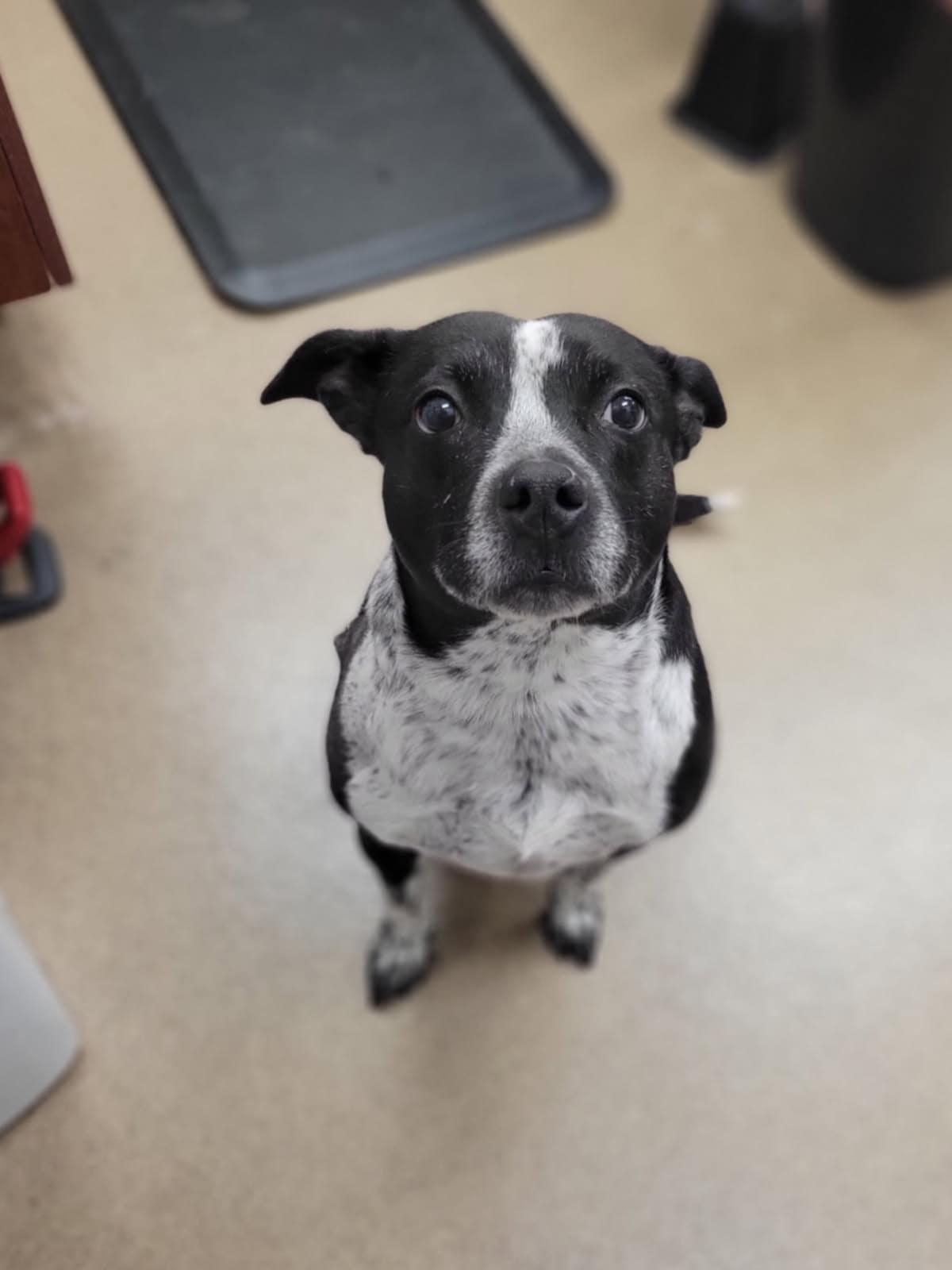 Fergie, Adoptable, Adult Female Collie & Terrier.