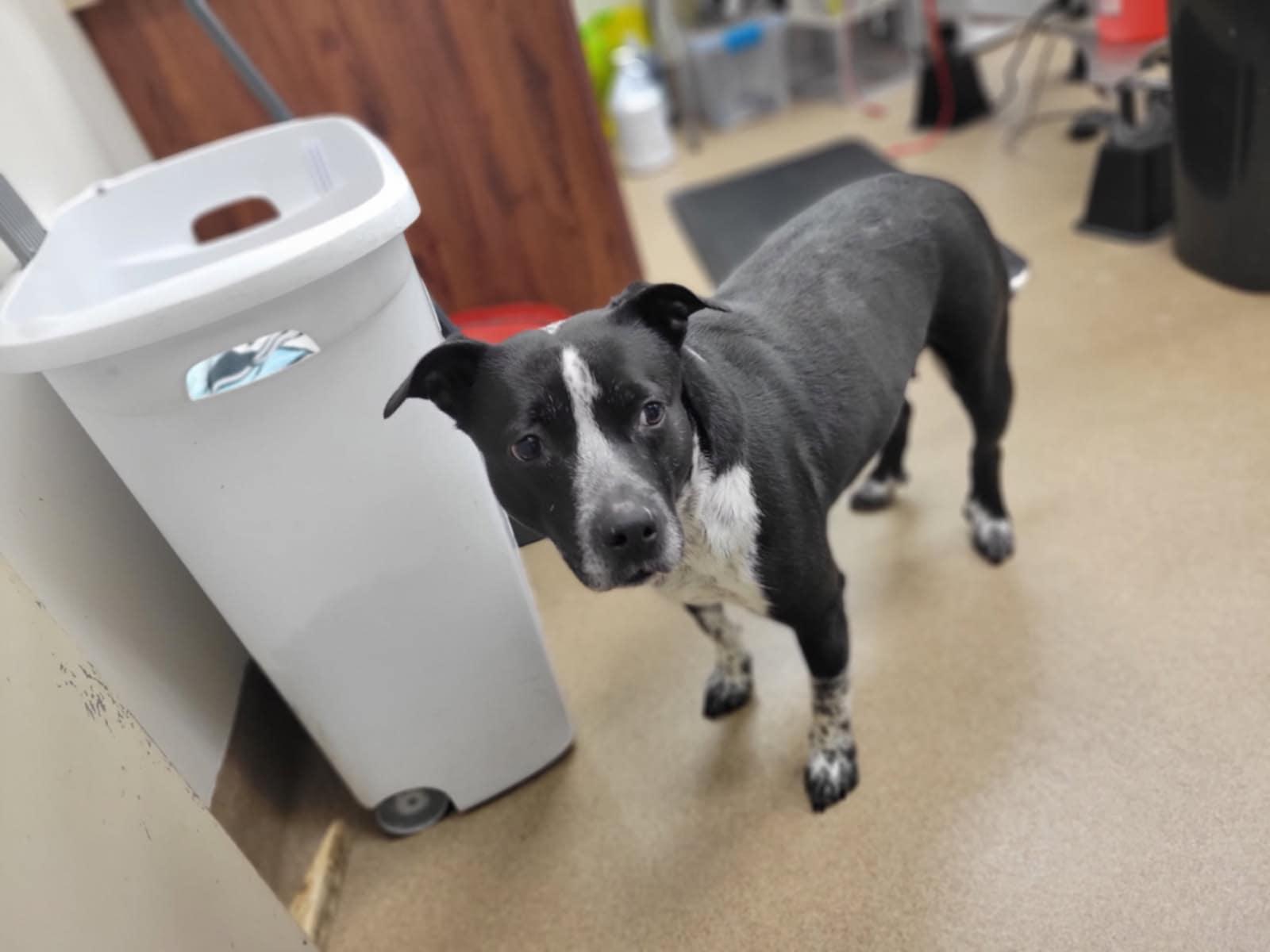 Enlarge Fergie, a Adoptable mixed breed in Chambersburg, PA image 2/2