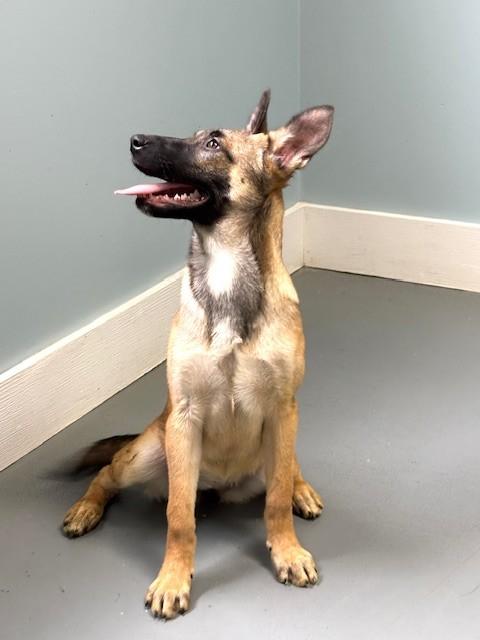 Enlarge Rodeo, an adopted mixed breed in Hawk Point, MO image 3/4