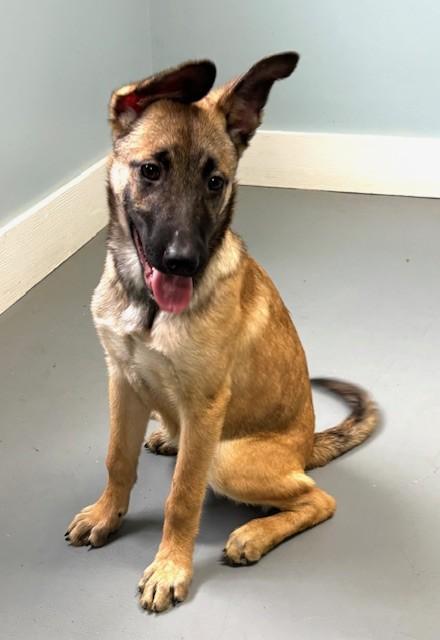 Rodeo, adopted, Puppy Female Belgian Shepherd / Malinois & Mixed Breed.
