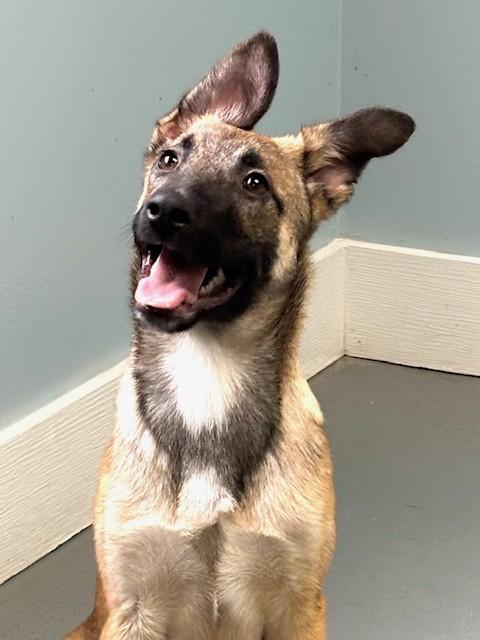 Enlarge Rodeo, an adopted mixed breed in Hawk Point, MO image 2/4