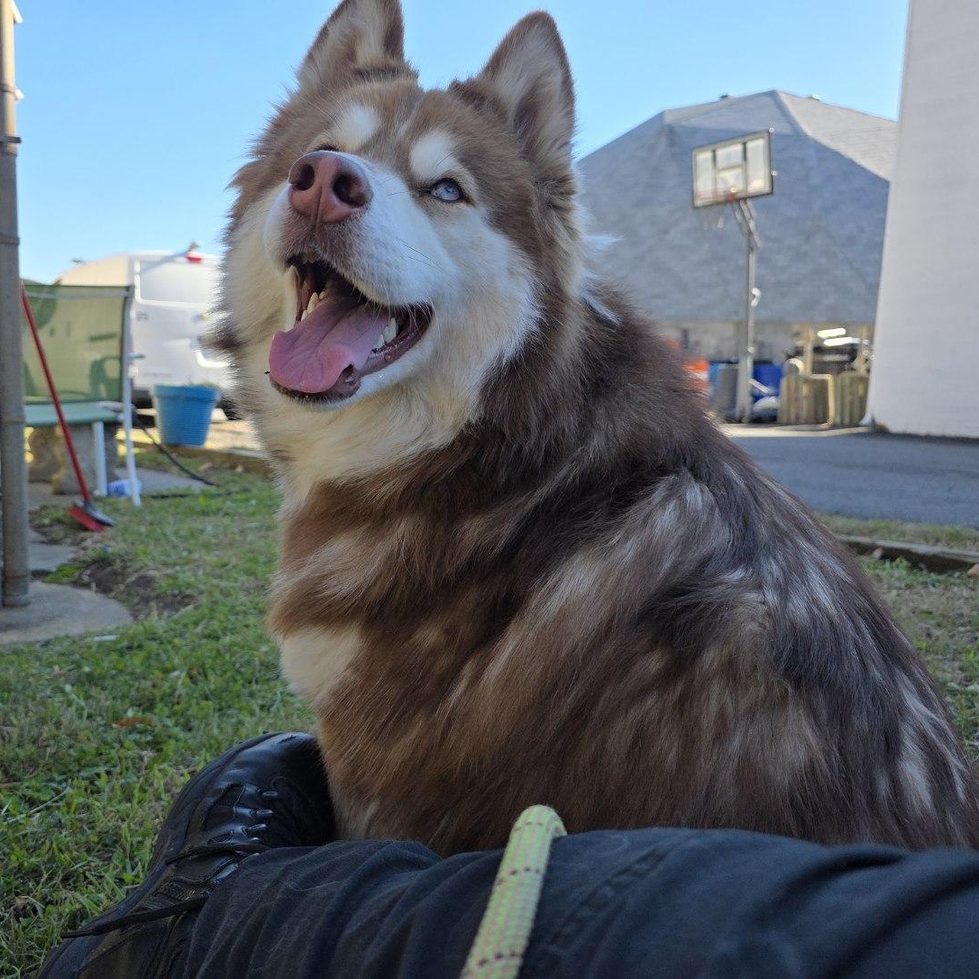 Inigo, adopted, Adult Male Husky.