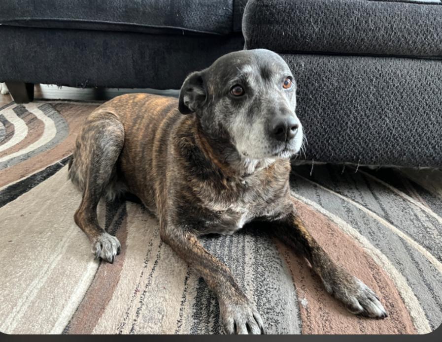 Delta, adopted, Senior Female Cattle Dog & Mixed Breed.