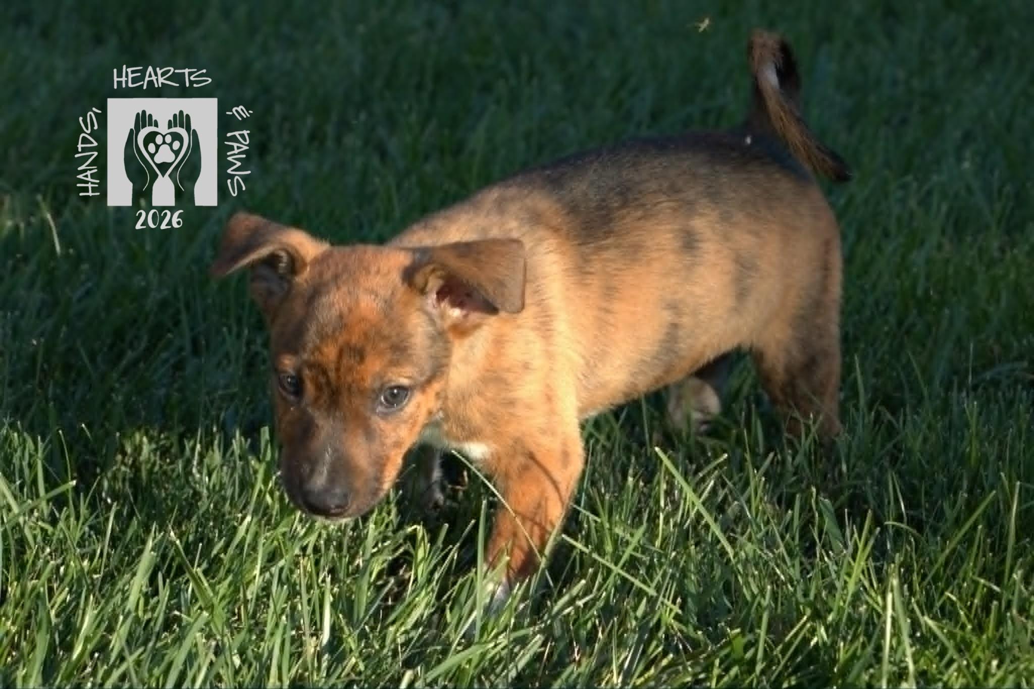 Enlarge Timberland, a Adoptable mixed breed in Omaha, NE image 4/5