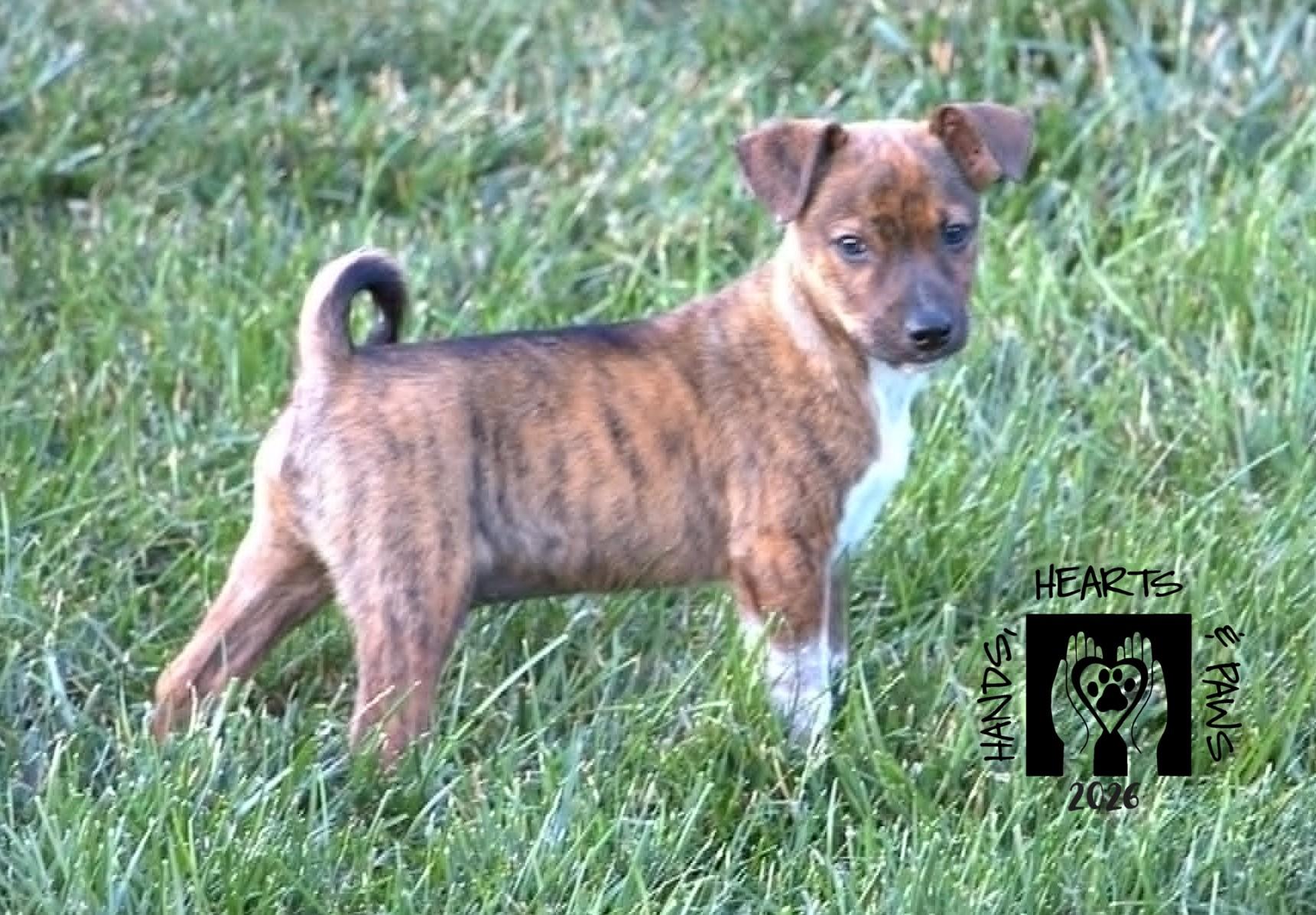 Enlarge Timberland, a Adoptable mixed breed in Omaha, NE image 2/5
